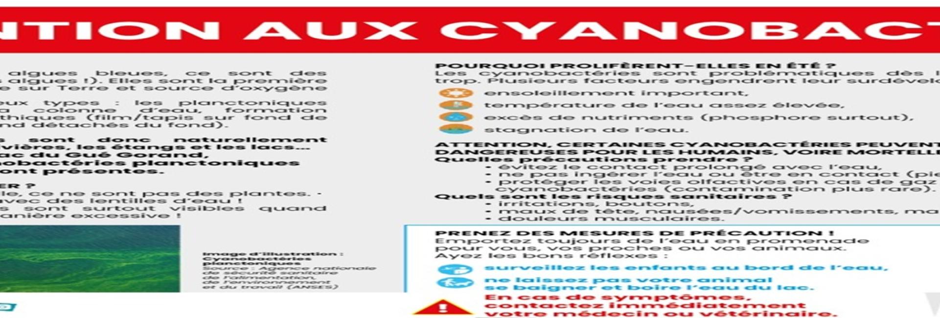ATTENTION AUX CYANOBACTERIES !