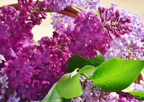 lilas