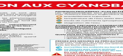 ATTENTION AUX CYANOBACTERIES !